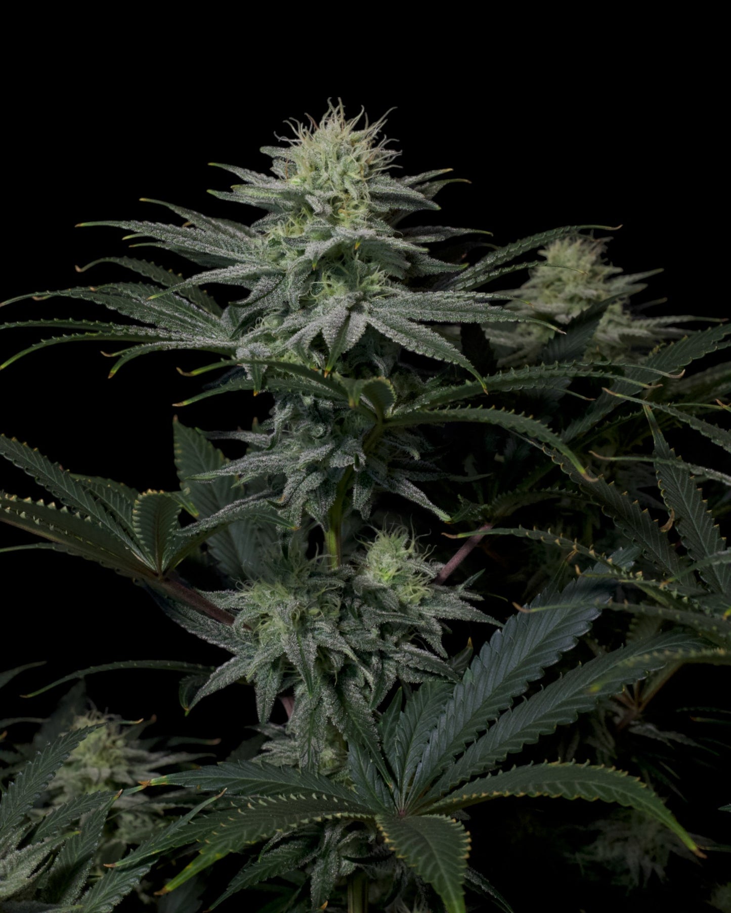 GG4 Sherbet FF harzreiche Buds mit orangefarbenen Härchen