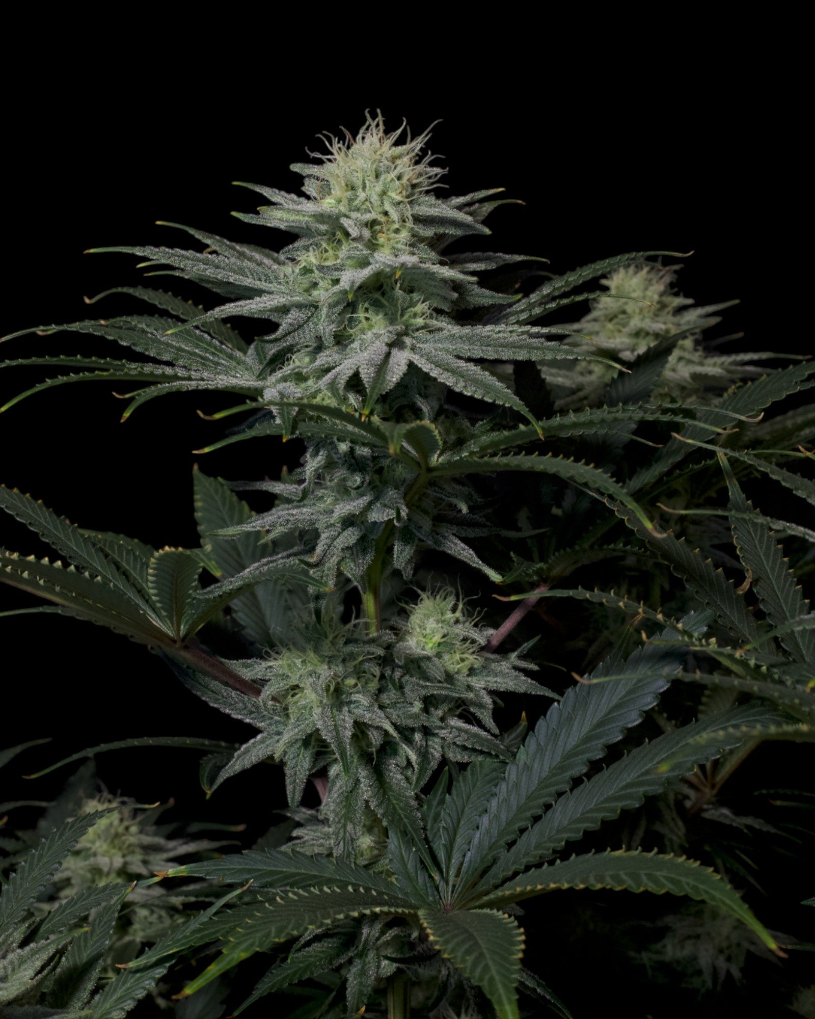 GG4 Sherbet FF harzreiche Buds mit orangefarbenen Härchen