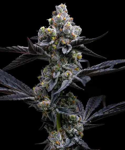 GMO Cookies feminisierte Samen von Barney’s Farm