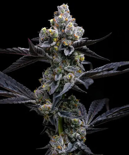 GMO Cookies feminisierte Samen von Barney’s Farm