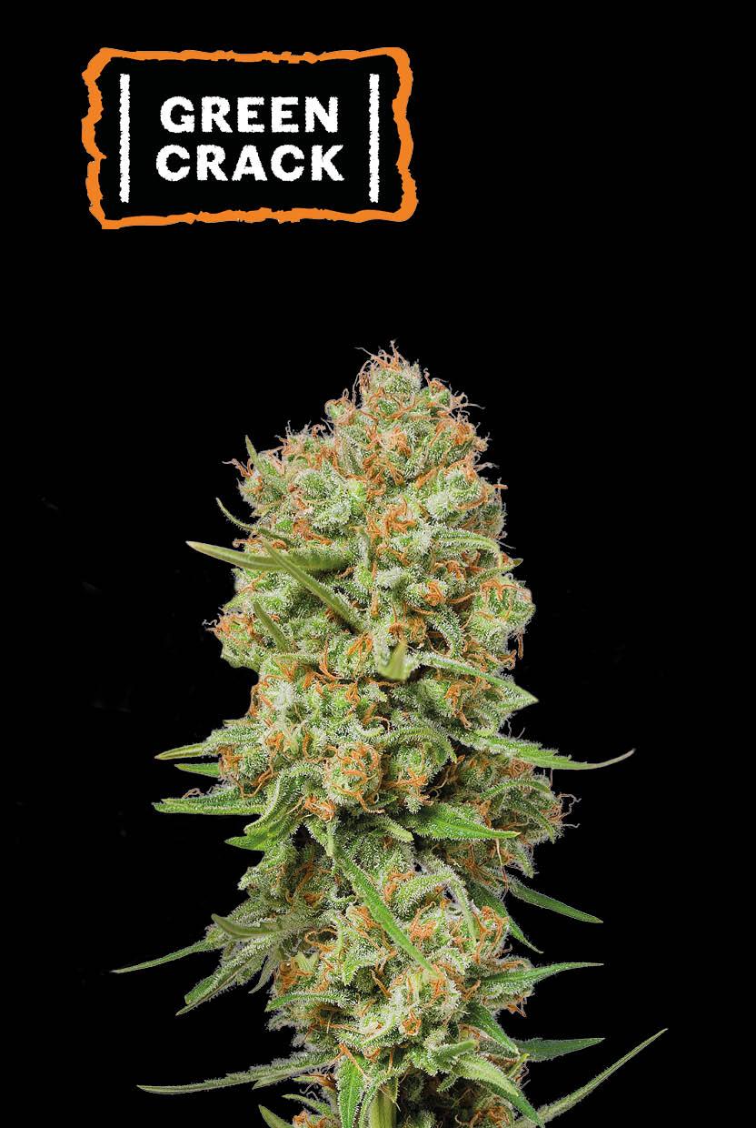 Seedstockers GREEN CRACK FEMINISIERT