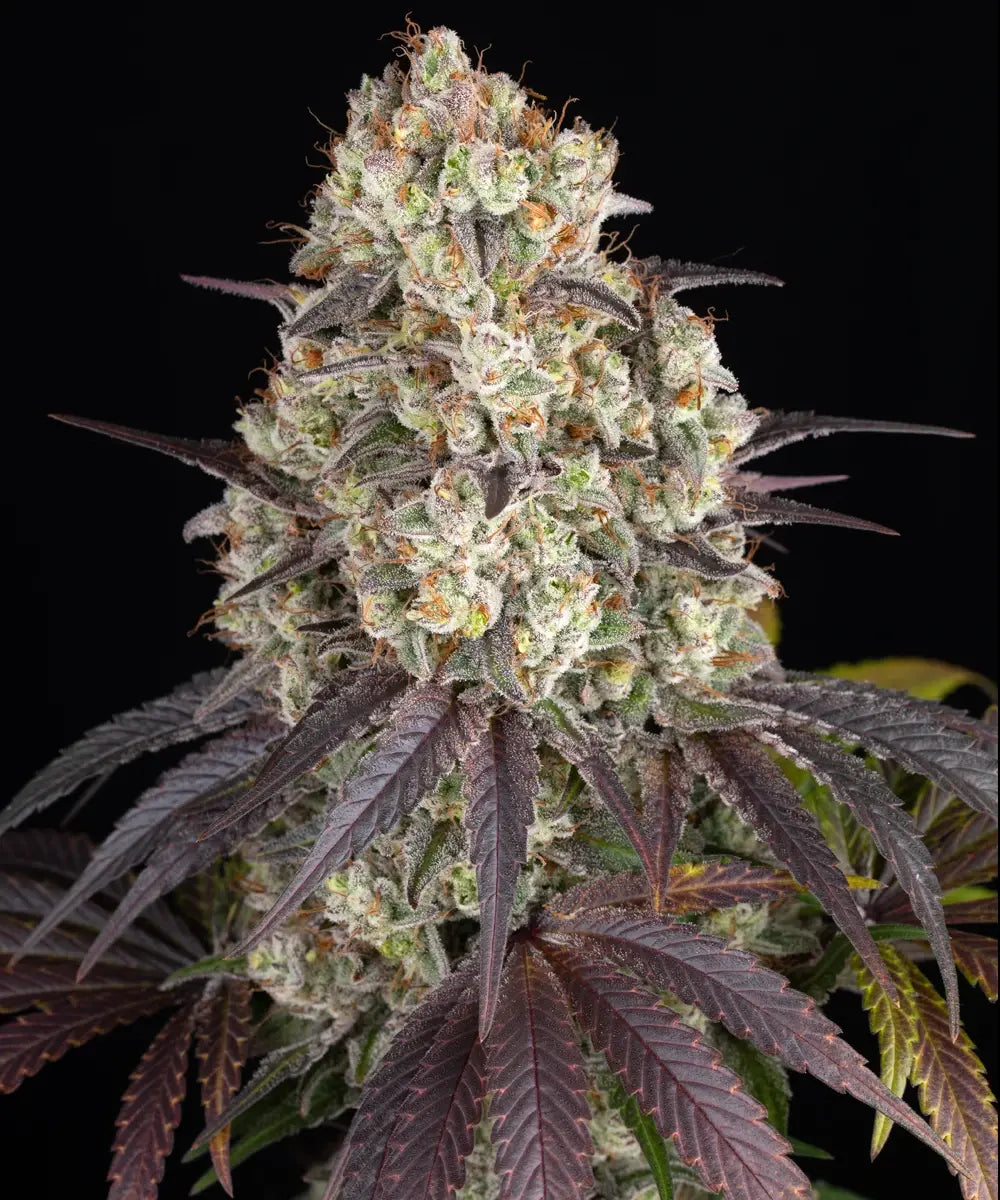 Gary Payton feminisierte Cannabissamen
