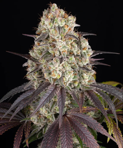 Gary Payton feminisierte Cannabissamen