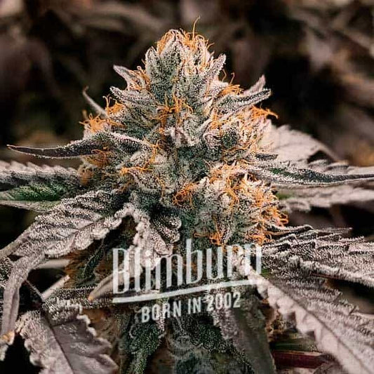 Gator Breath feminisierte Cannabissamen von Blimburn Seeds