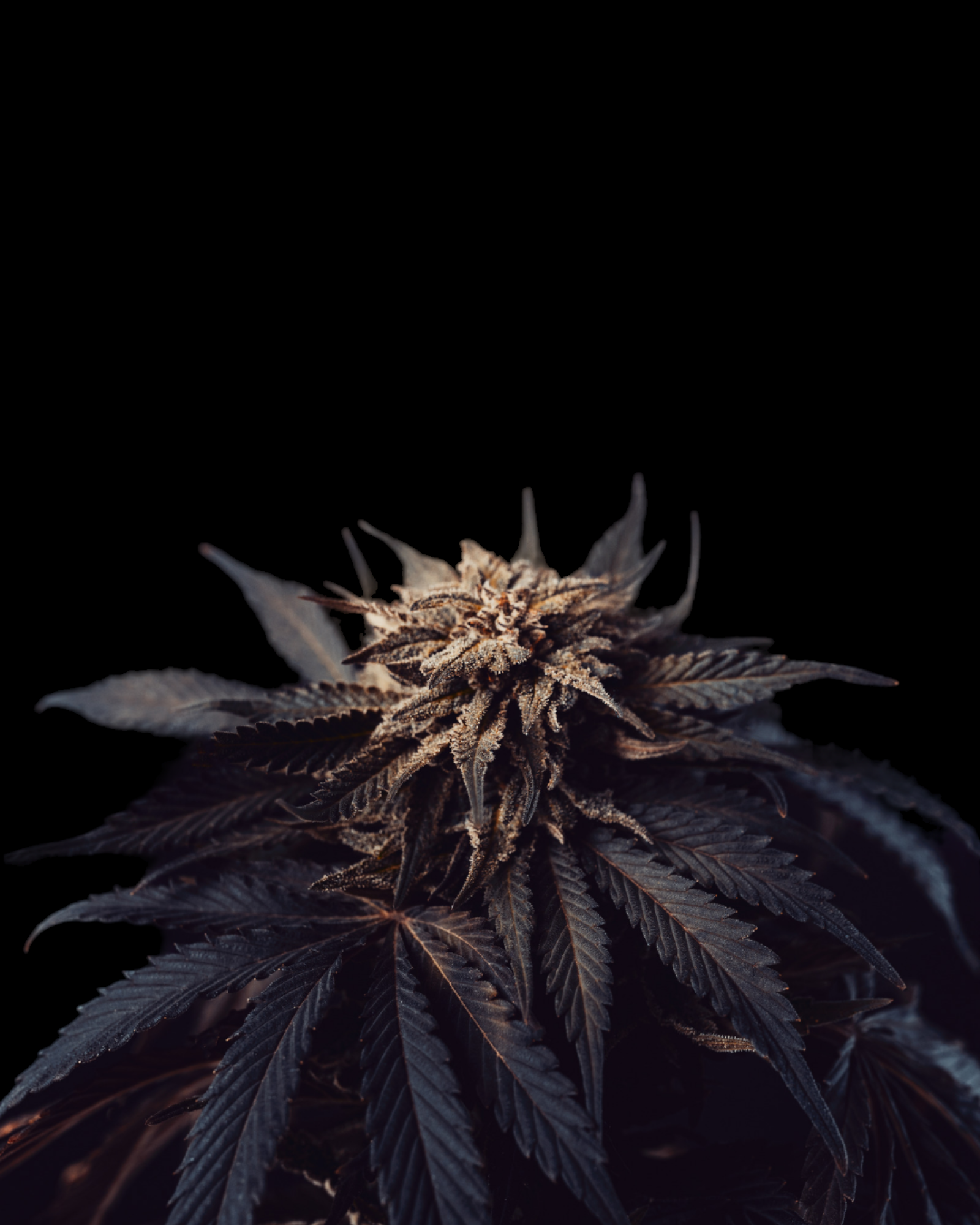 Gelato Pflanze mit sativa-dominantem Wuchs im Indoor-Grow