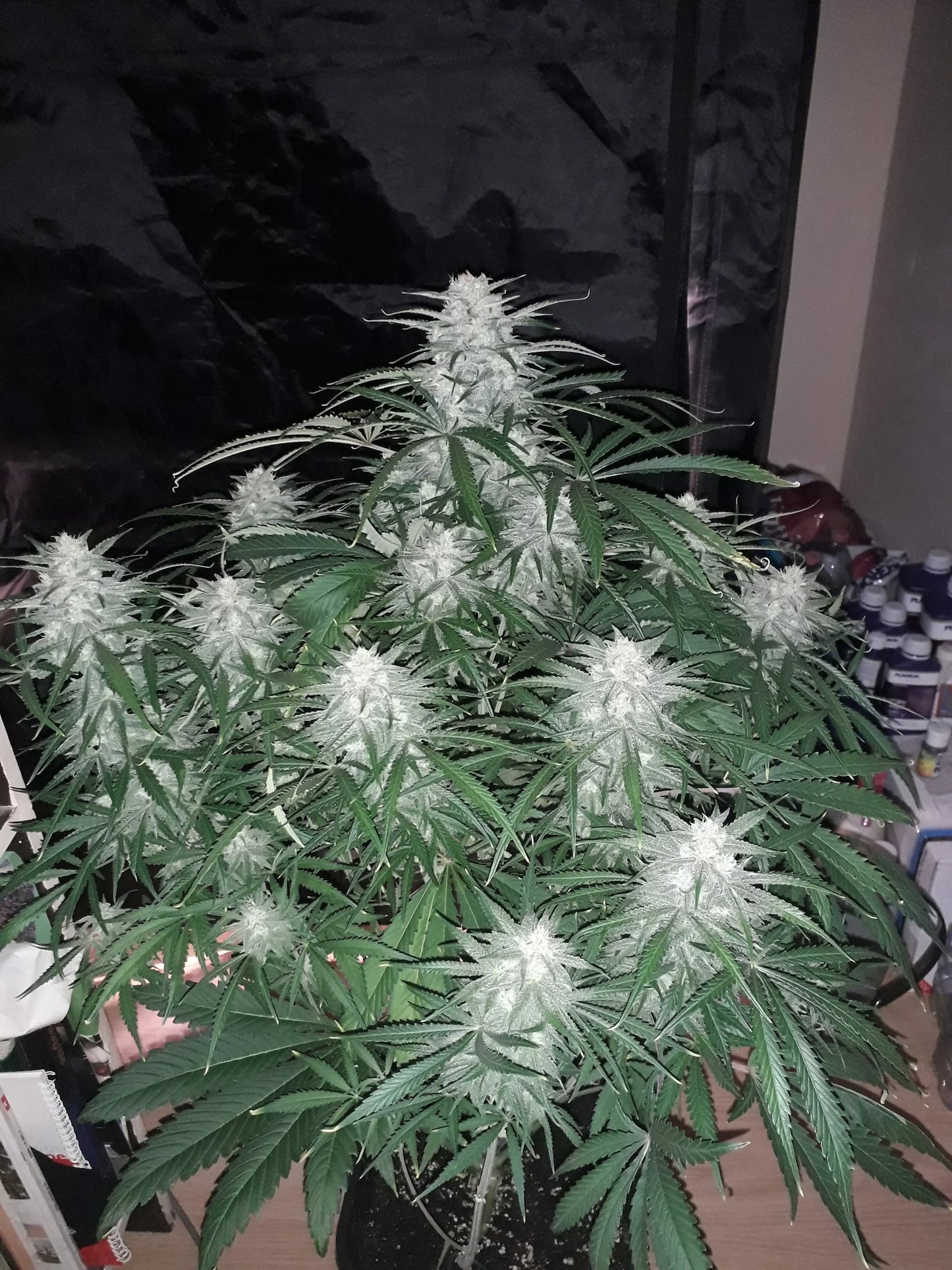 Girl Scout Cookies Auto Strain mit süß-erdigem Aroma