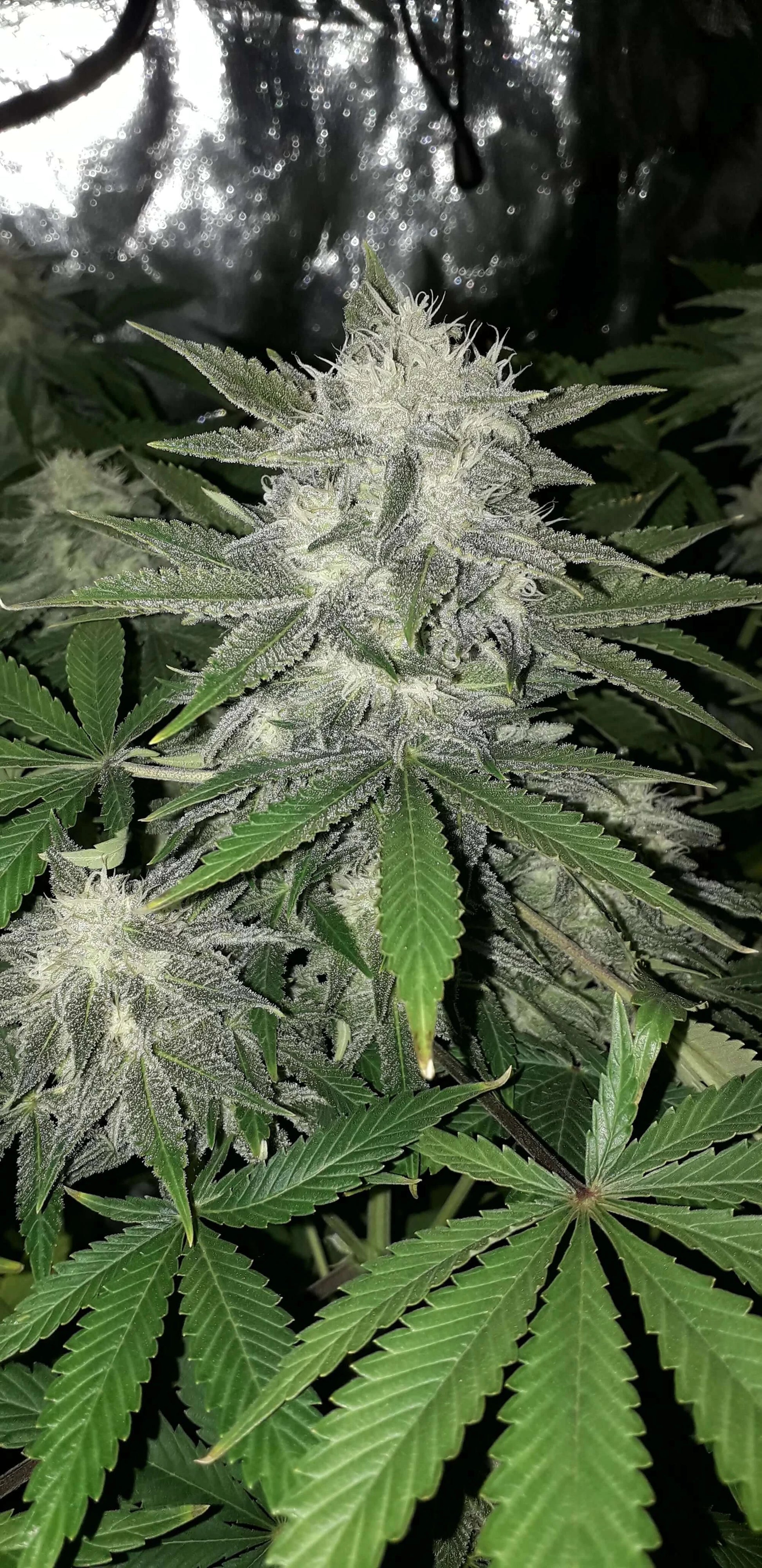 FastBuds Girl Scout Cookies Autoflower Blüte mit Harzüberzug