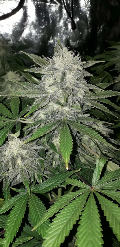 FastBuds Girl Scout Cookies Autoflower Blüte mit Harzüberzug