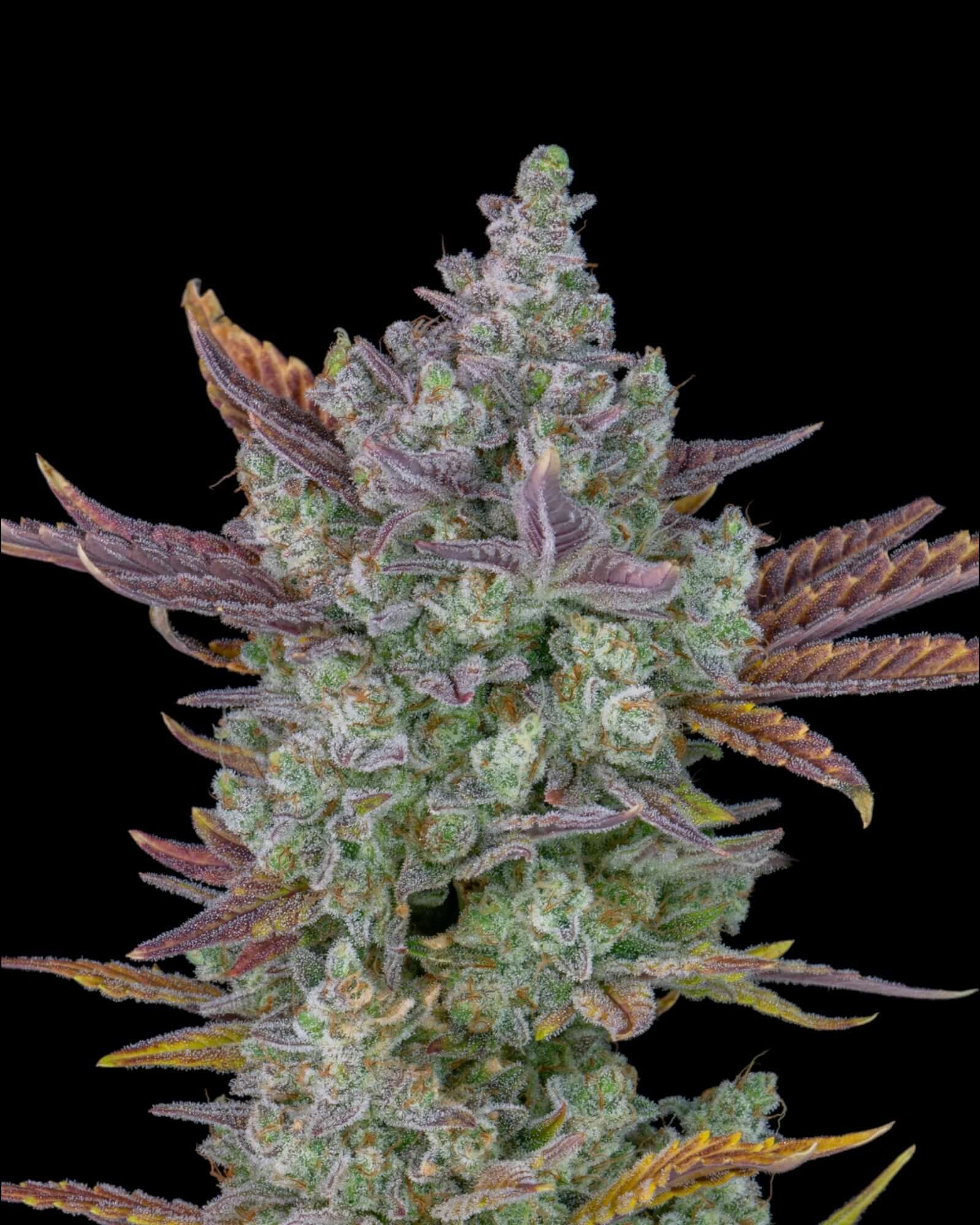 FastBuds Gorilla Cookies Auto Blüte Nahaufnahme