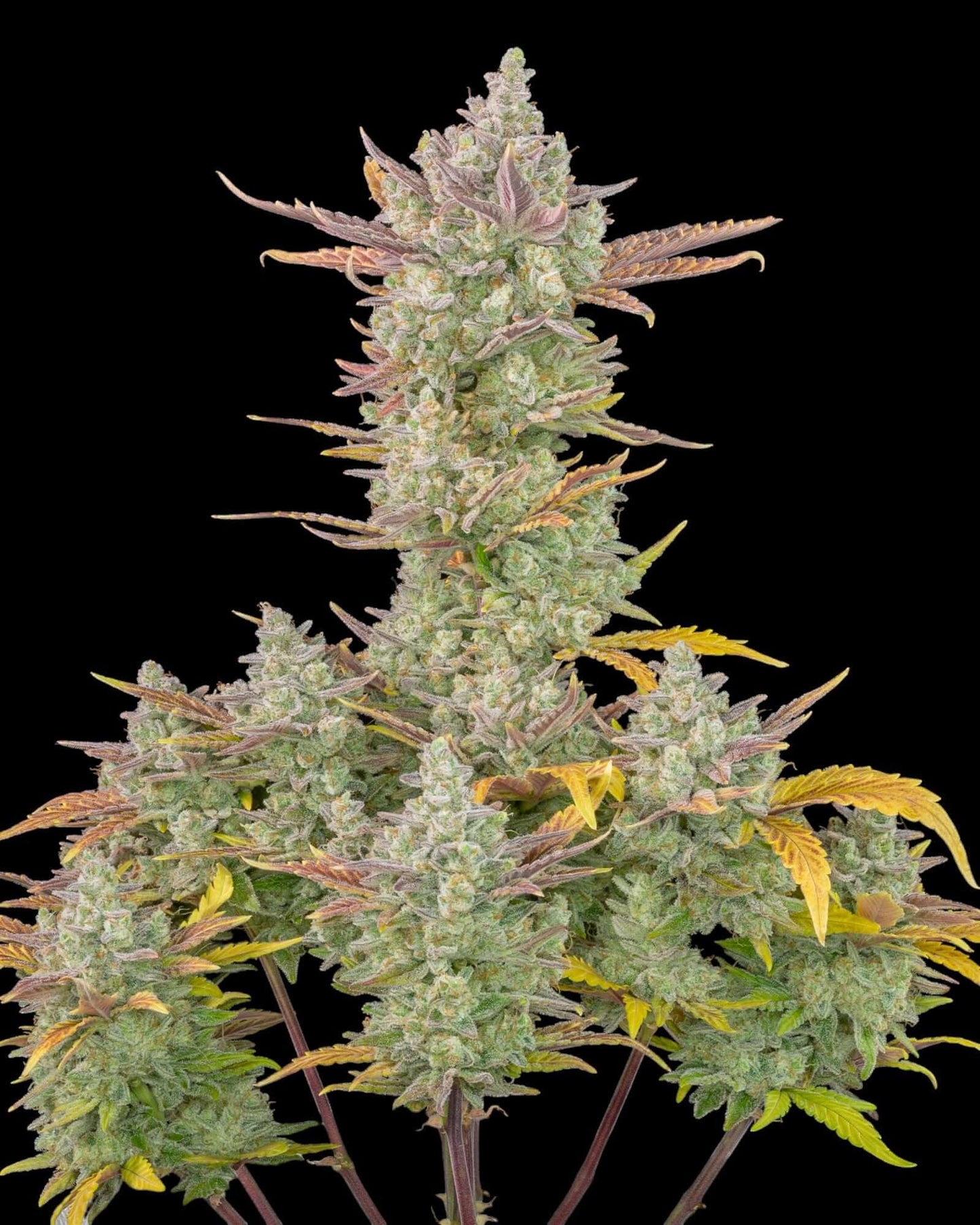 Gorilla Cookies Auto Pflanze mit dichten harzigen Buds