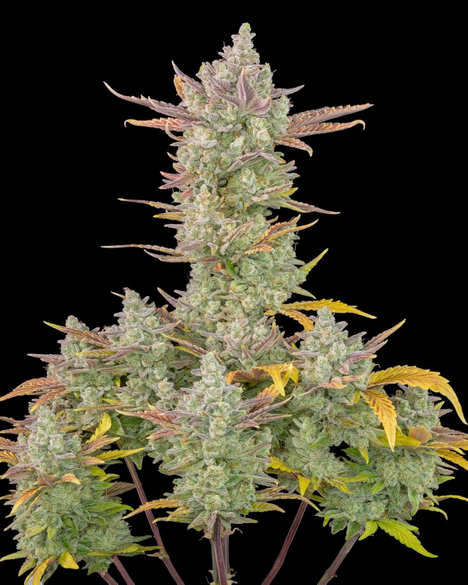 Gorilla Cookies Auto Pflanze mit dichten harzigen Buds