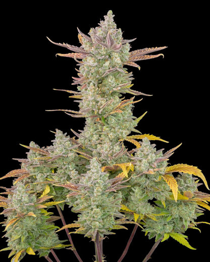 Gorilla Cookies Auto Pflanze mit dichten harzigen Buds