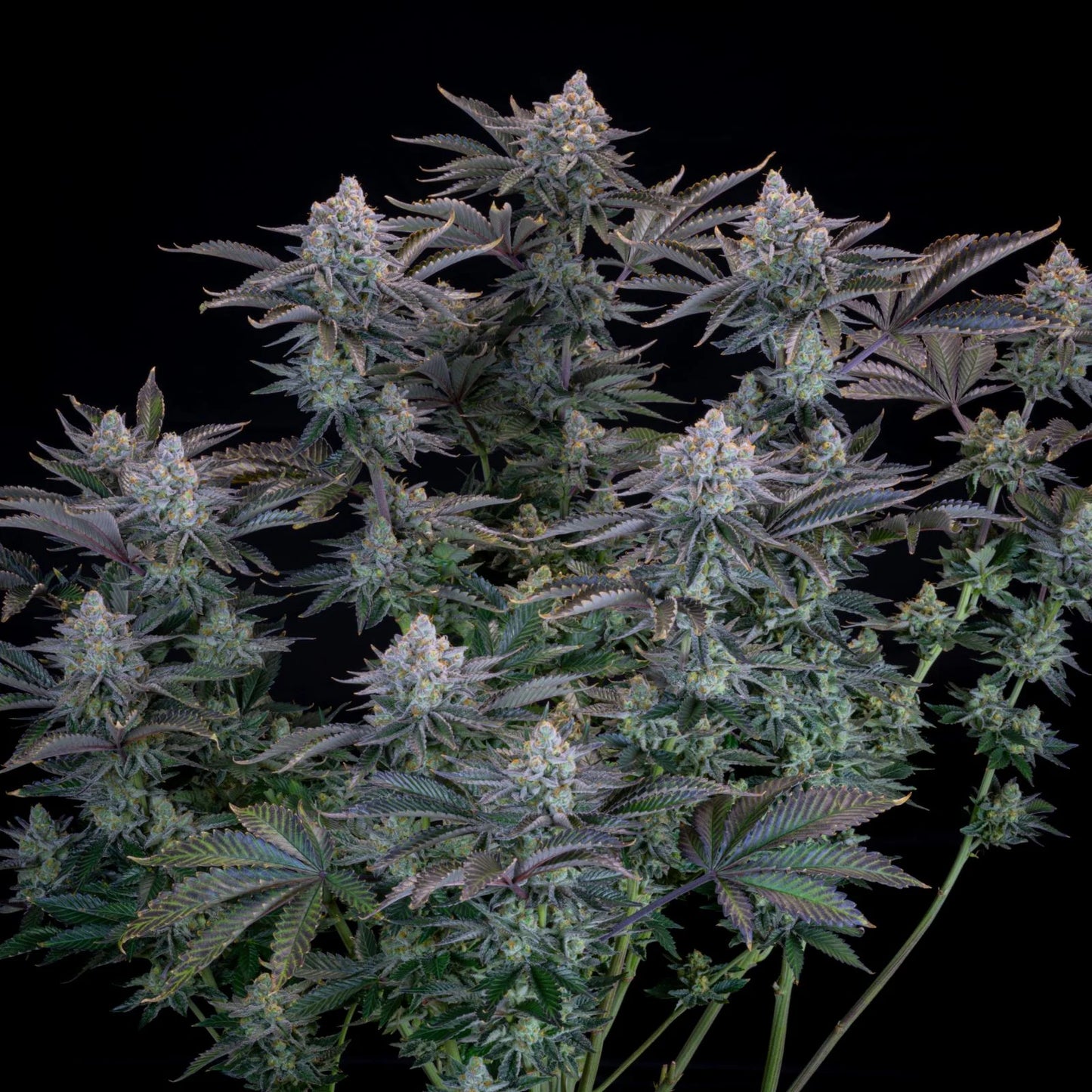 FastBuds Gorilla Cookies FF Pflanze im Indoor-Grow