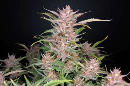 FastBuds Gorilla Punch Auto Indoor-Pflanze im Grow