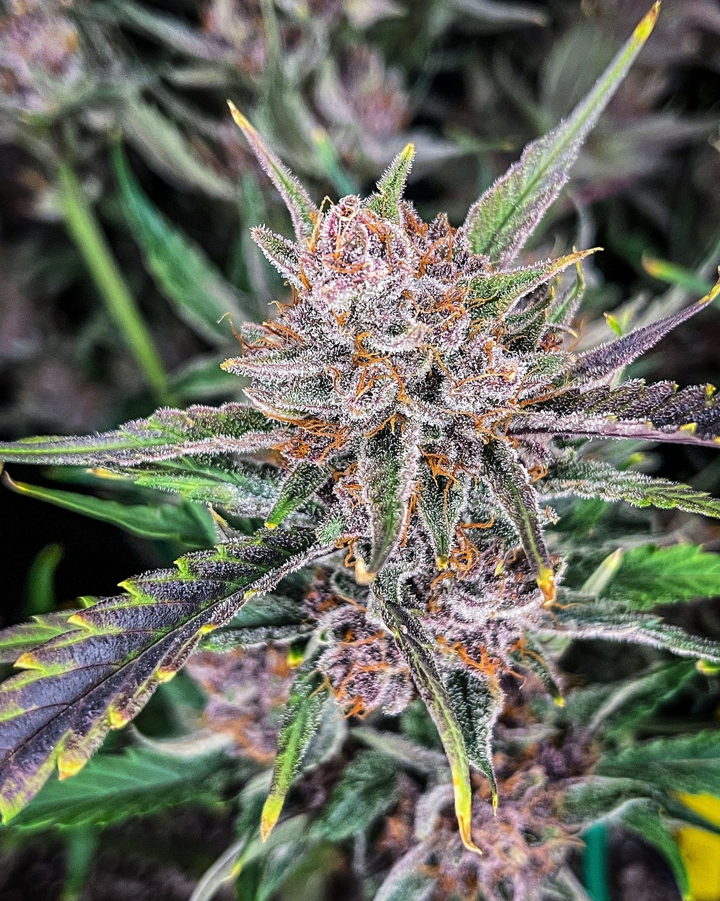 Gorilla Punch Auto Buds mit Zitrusaroma