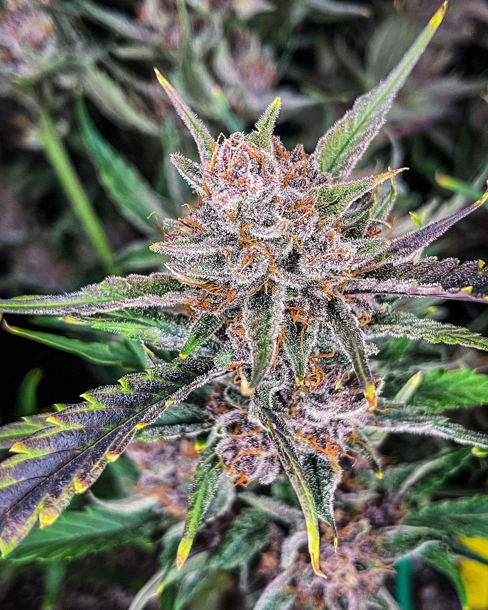 Gorilla Punch Auto Buds mit Zitrusaroma