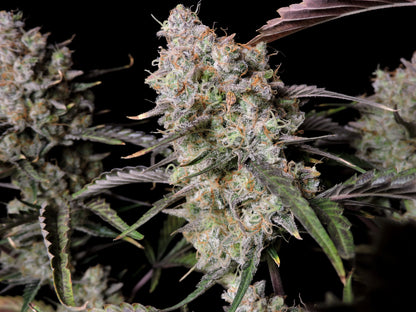 FastBuds Gorilla Zkittlez Auto im Indoor-Grow