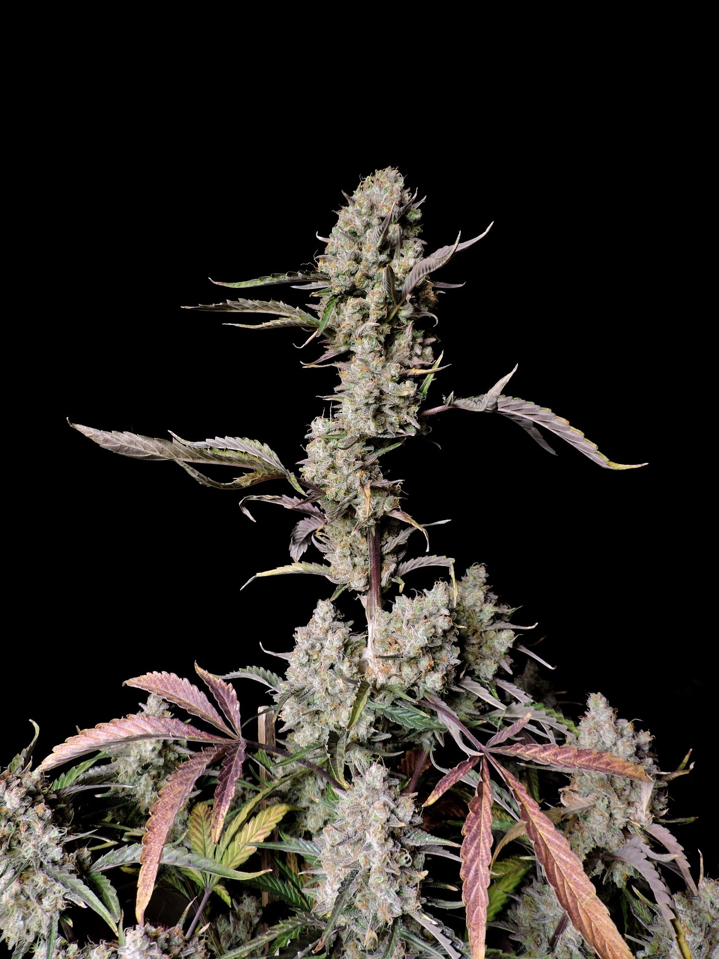 Gorilla Zkittlez Auto Pflanze mit violetten Blüten und Trichomen
