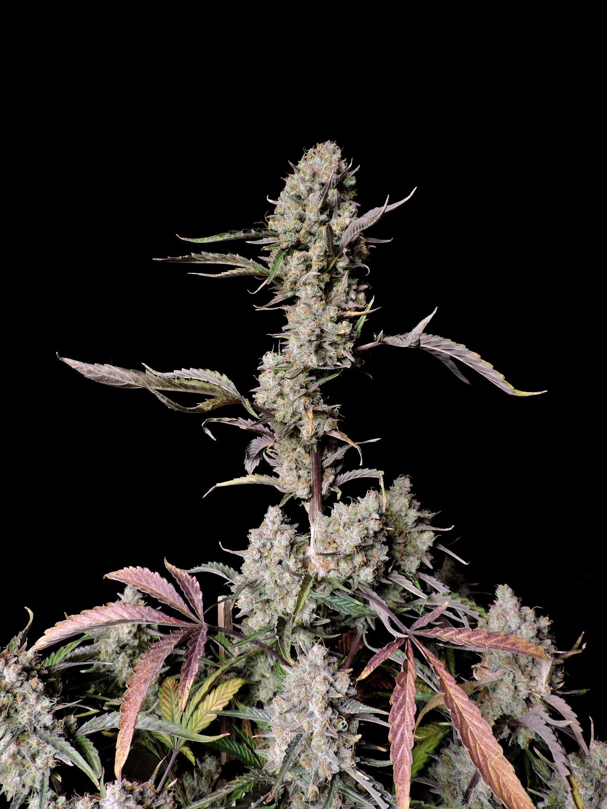 Gorilla Zkittlez Auto Pflanze mit violetten Blüten und Trichomen