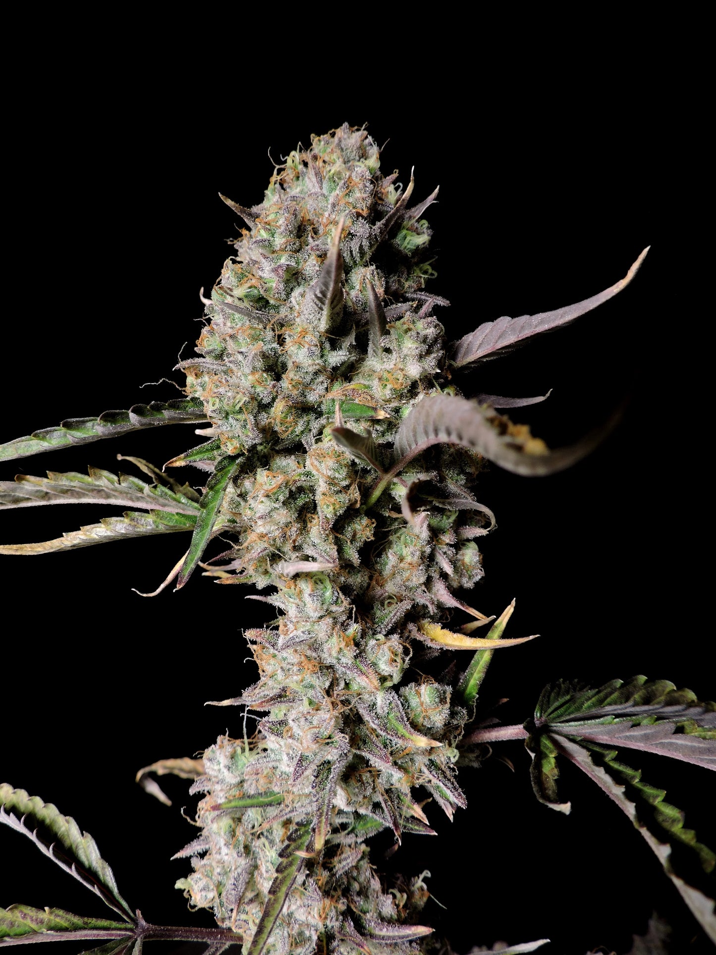 Gorilla Zkittlez Auto Pflanze während der Blütephase