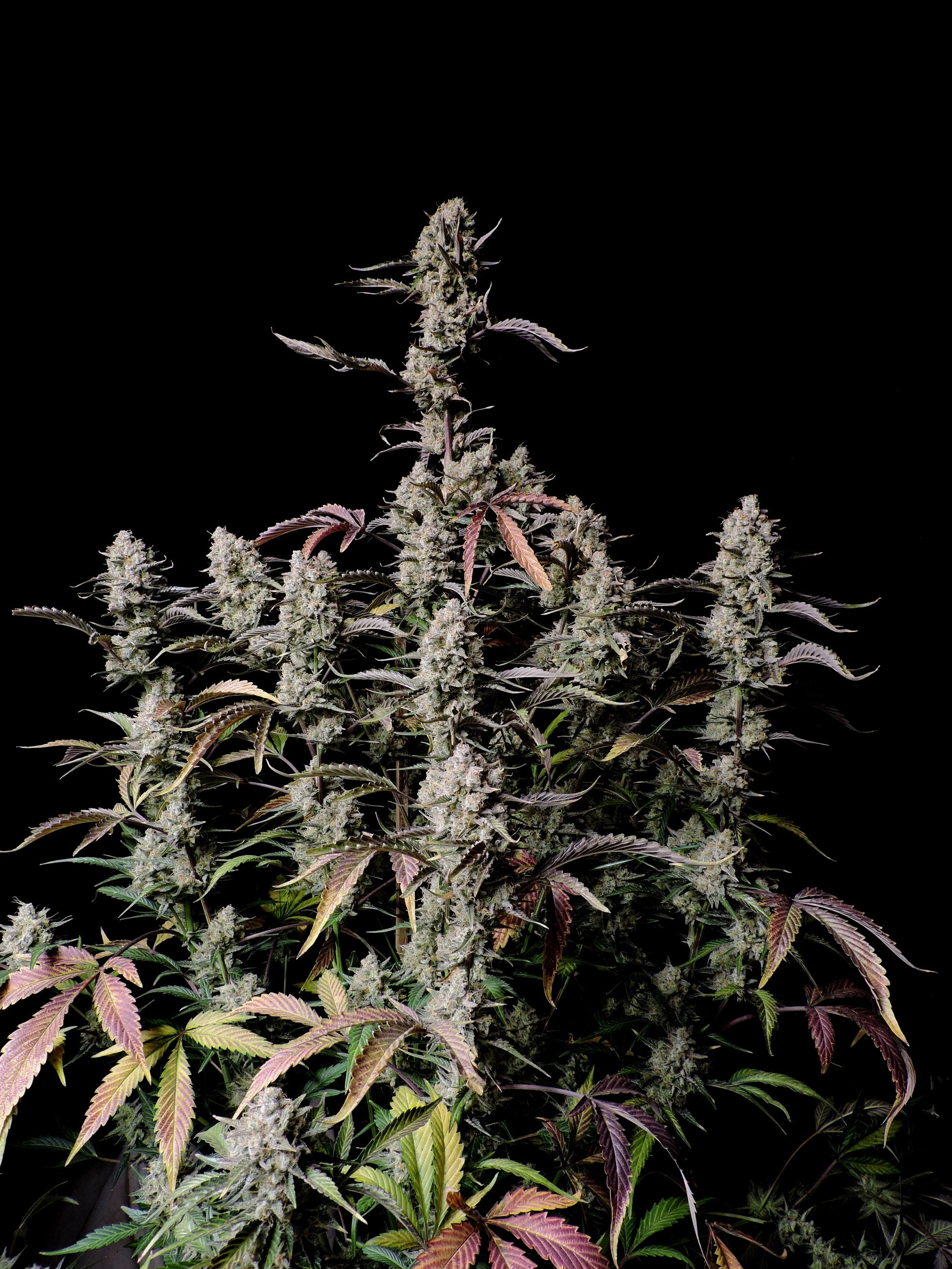 Gorilla Zkittlez Auto Bud im Detail unter Licht