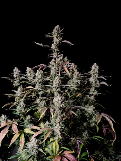 Gorilla Zkittlez Auto Bud im Detail unter Licht