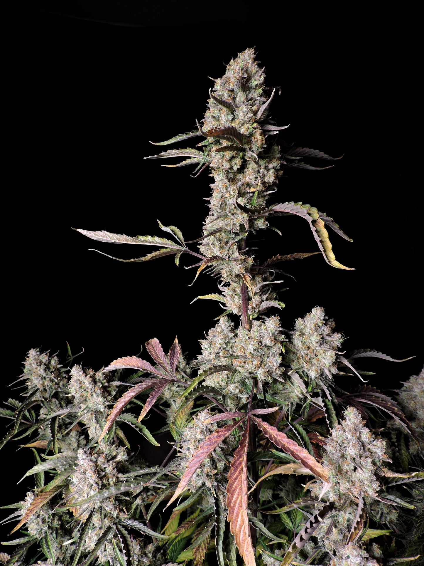 FastBuds Gorilla Zkittlez Auto Nahaufnahme der Blüte