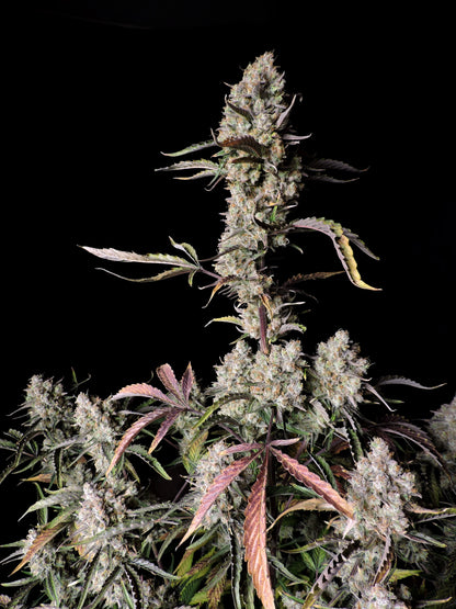 FastBuds Gorilla Zkittlez Auto Nahaufnahme der Blüte