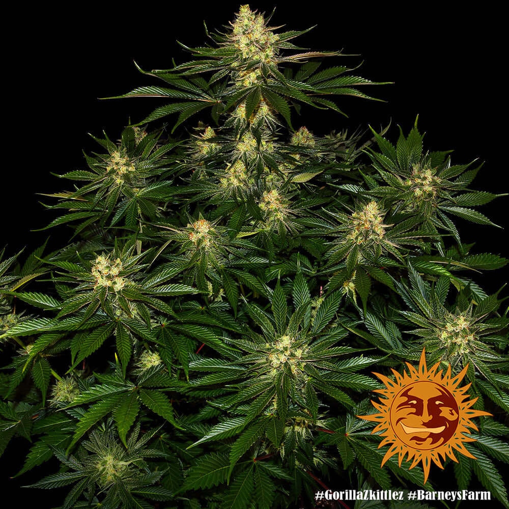 Barneys Farm Gorilla Zkittlez Blüte in Nahaufnahme