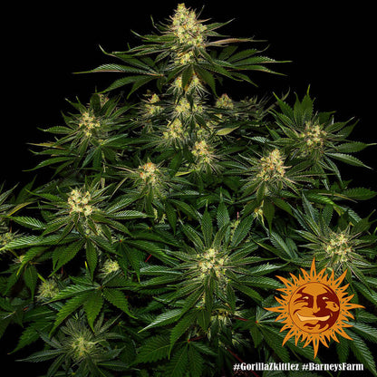 Barneys Farm Gorilla Zkittlez Blüte in Nahaufnahme