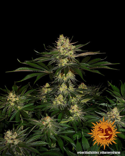 Gorilla Zkittlez Strain mit fruchtigem Aroma und Harzglanz