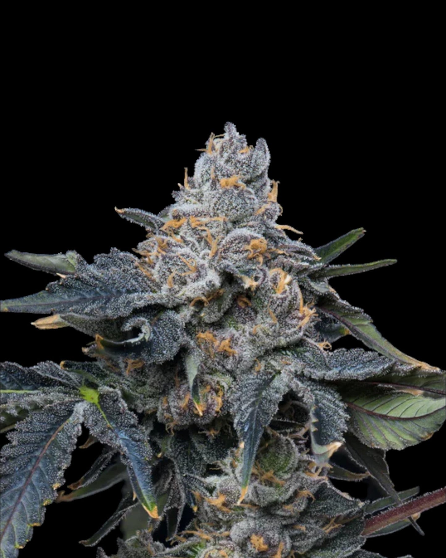 Grape Z x Hollywood feminisierte Samen von Cookies
