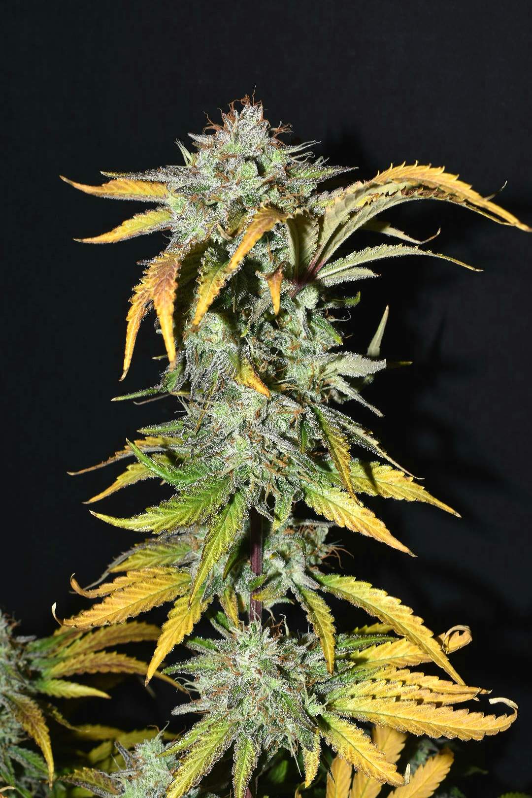Grapefruit Autoflower Pflanze mit fruchtigen Buds