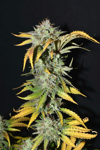 Grapefruit Autoflower Pflanze mit fruchtigen Buds