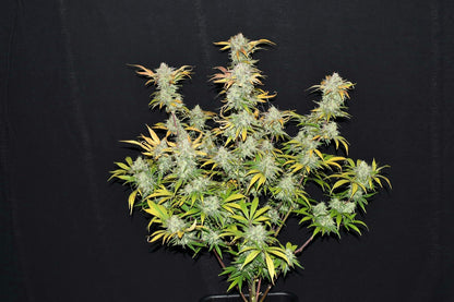 FastBuds Grapefruit Autoflower Blüte mit Harz