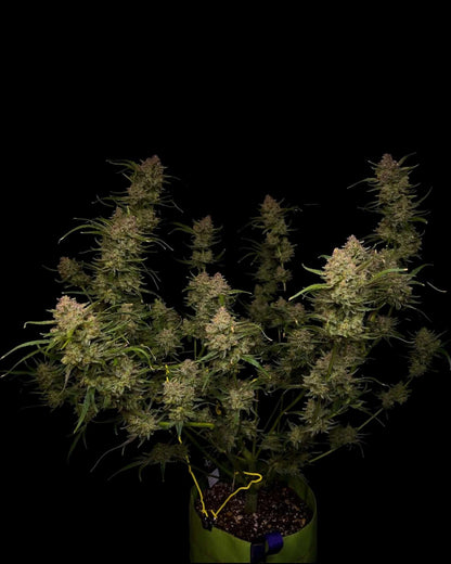 Guava Auto Autoflower mit hellgrünen Blüten