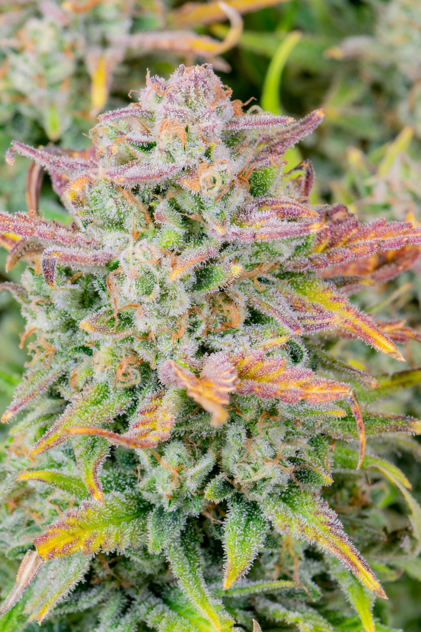 Harzreiche Trainwreck Autoflower mit hellgrünen Blüten