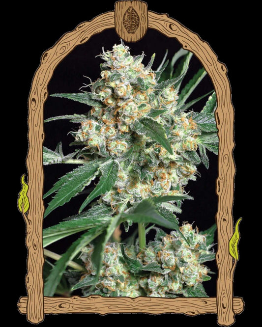 Honey Mints Feminisiert von Exotic Seed