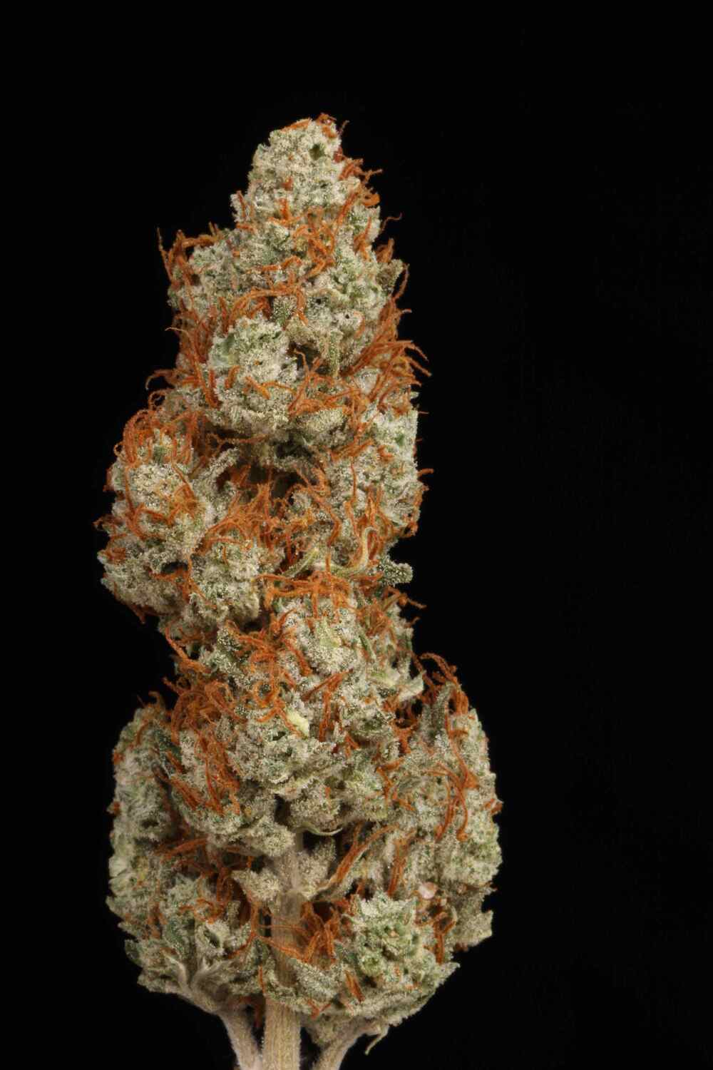 Seedstockers SUPER SKUNK AUTOFLOWER