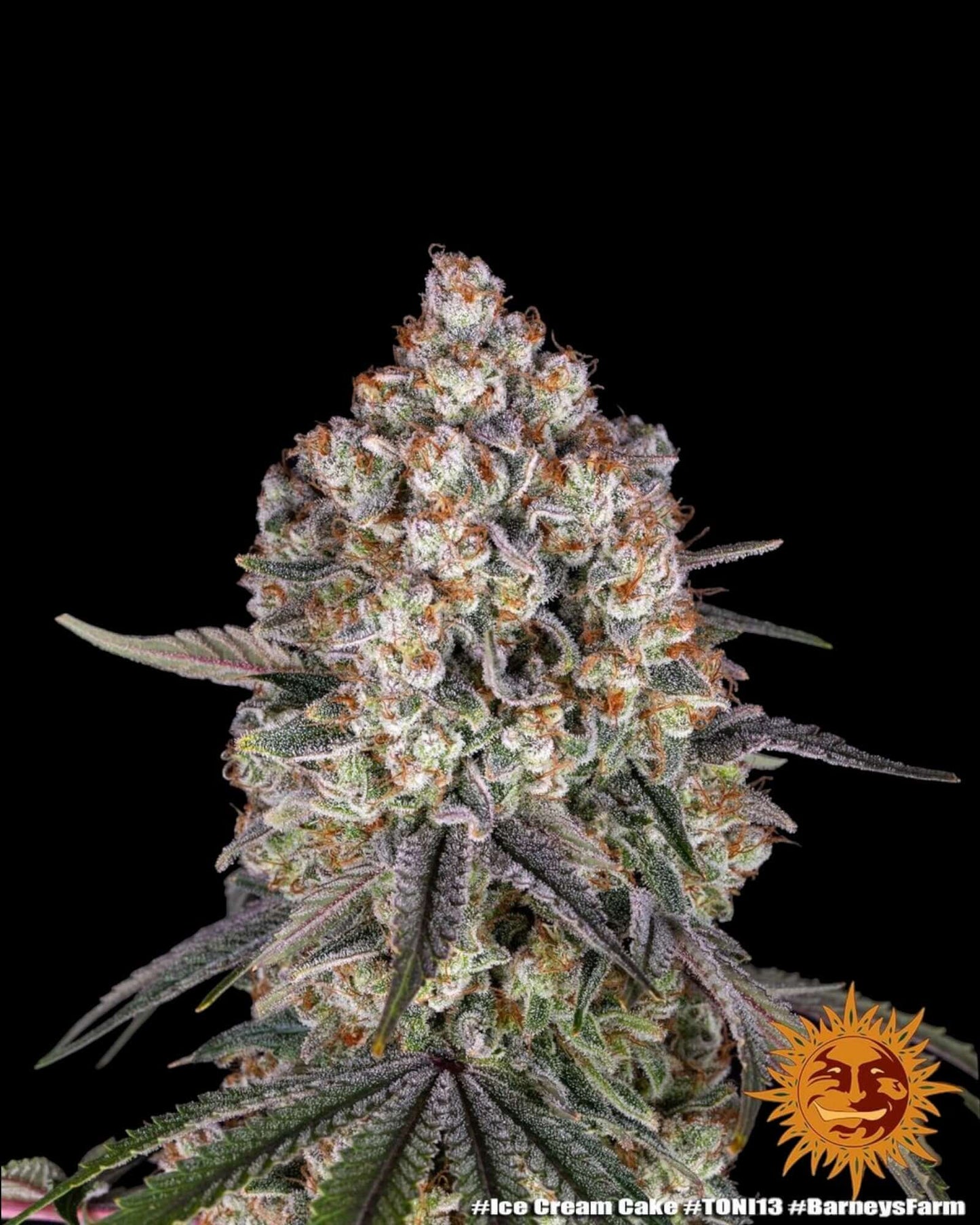Ice Cream Cake Indoor-Grow bei Pief-Leaf®
