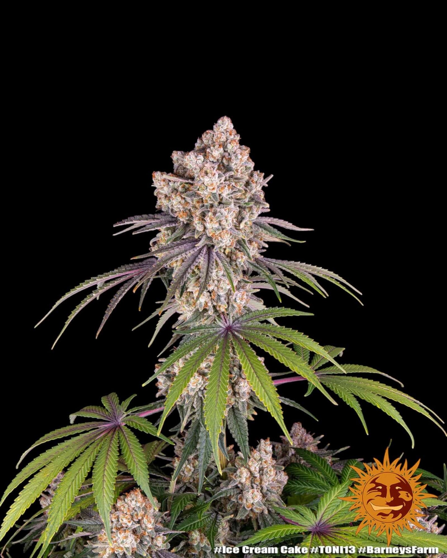 Ice Cream Cake Pflanze mit dichten Blüten