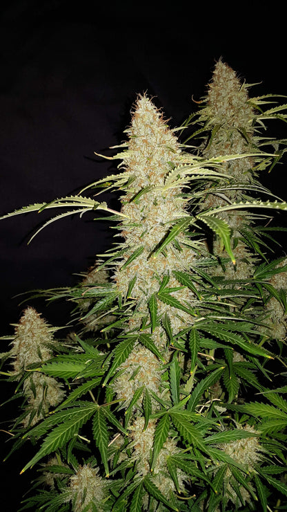 FastBuds Jack Herer Autoflower Pflanze im Indoor-Grow