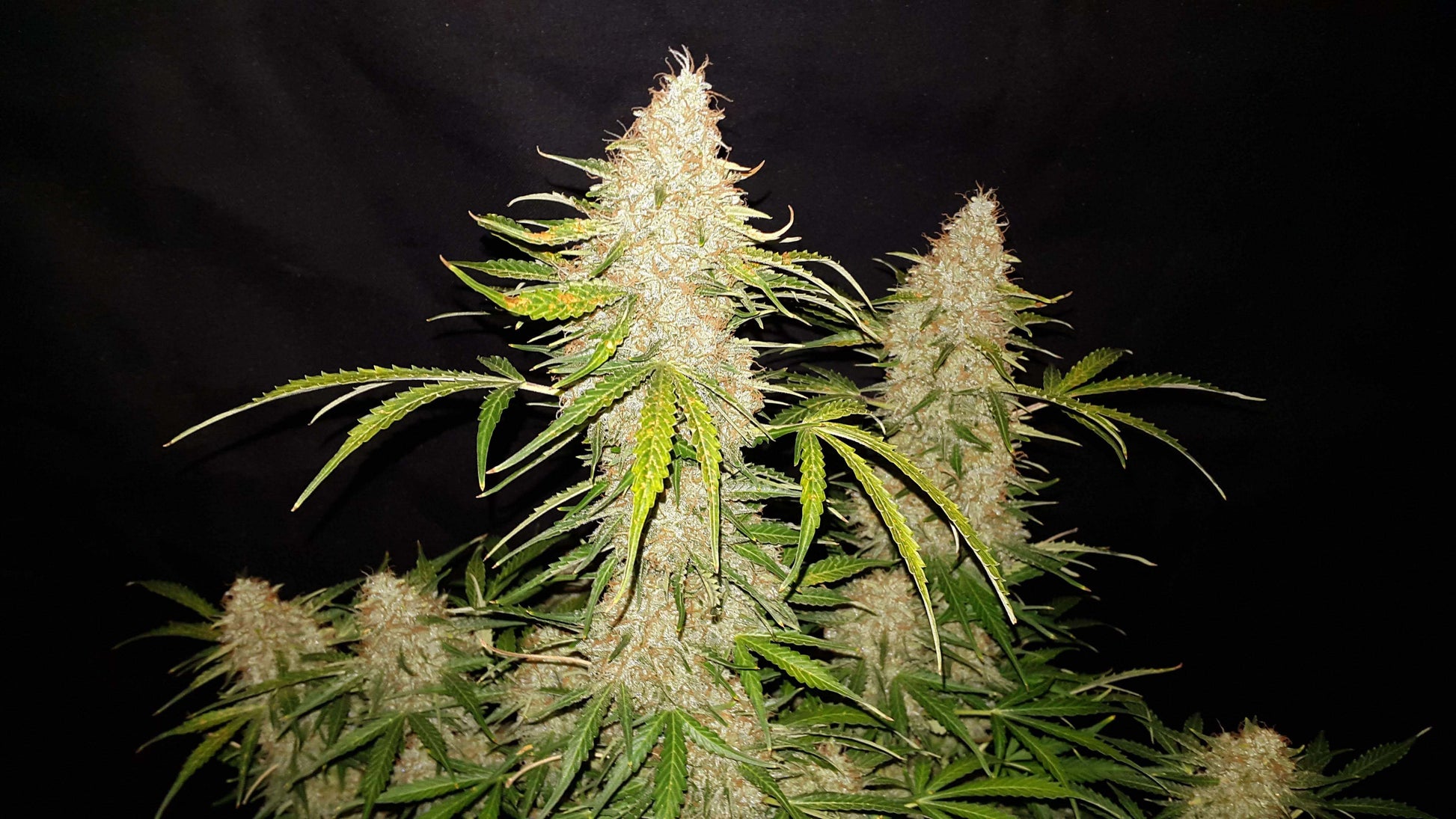 Jack Herer Auto Strain mit klassischem Aroma