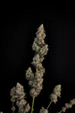 Kompakte Northern Lights Auto mit stabiler Struktur