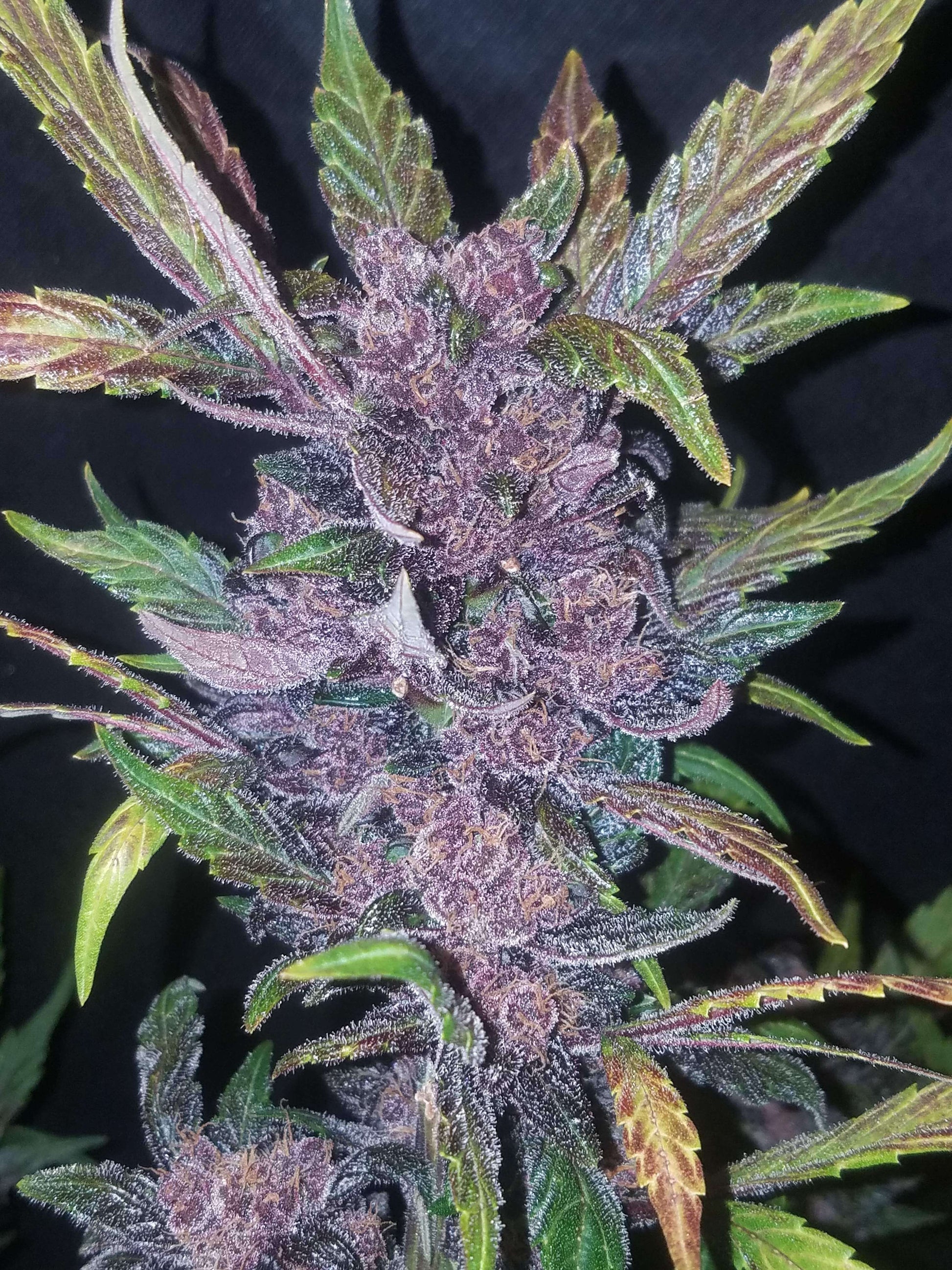 LSD-25 Autoflower Pflanze im Indoor-Grow