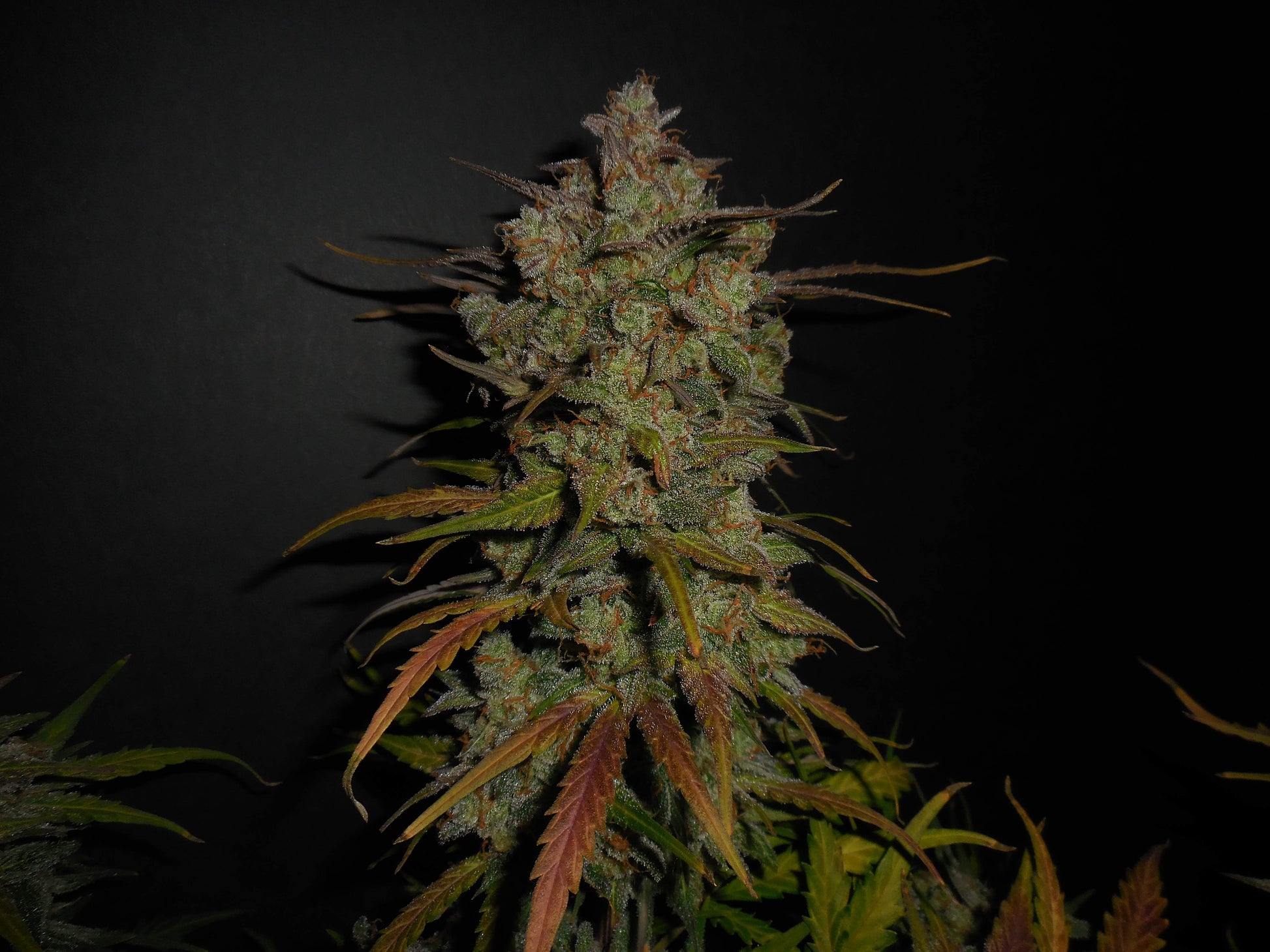 FastBuds Lemon AK Auto kompakte Pflanze