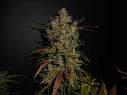 FastBuds Lemon AK Auto kompakte Pflanze