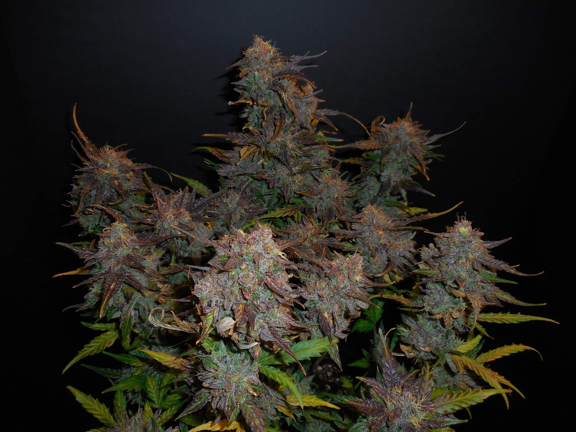 Lemon AK Auto frische Zitrus-Buds Sativa