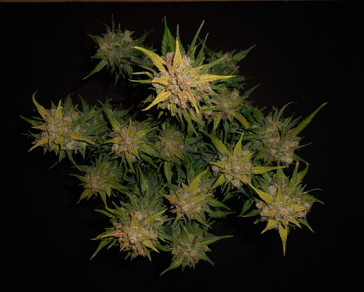 Lemon AK Autoflower Harzreiche Blütenstruktur