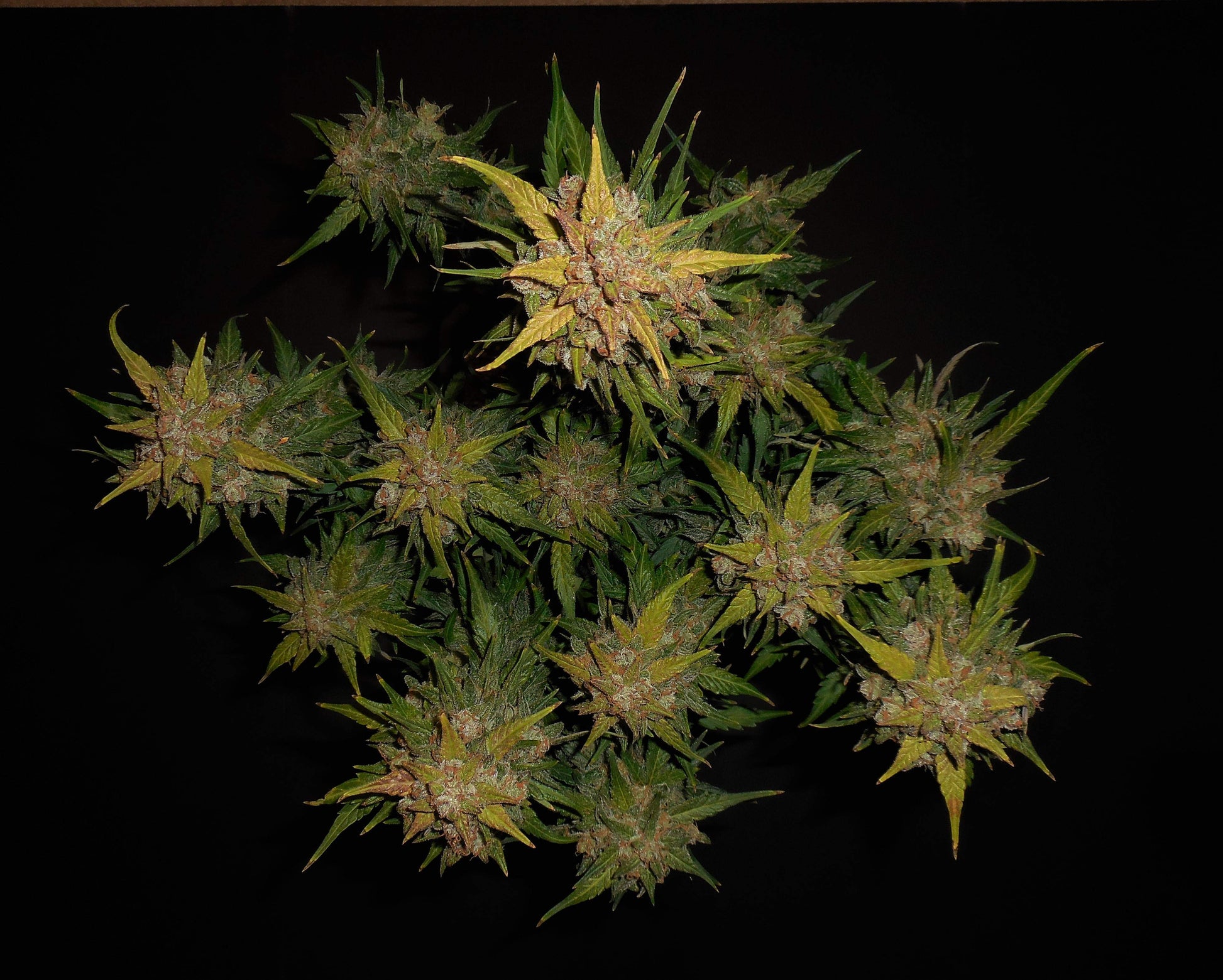 Lemon AK Autoflower Harzreiche Blütenstruktur